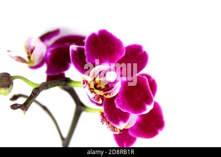 Fleur d'orchidée violette phalaenopsis, phalaenopsis ou falah sur fond blanc. Fleurs de phalaenopsis pourpres sur la droite. Connues sous le nom d'orchidées de papillon. Banque D'Images