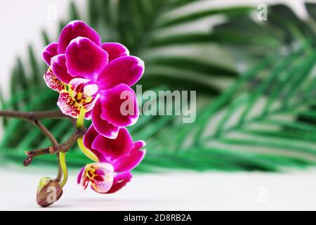 Fleur d'orchidée violette phalaenopsis, phalaenopsis ou falah sur fond blanc. Fleurs de phalaenopsis pourpres sur la droite. Connues sous le nom d'orchidées de papillon. Banque D'Images