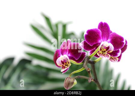 Fleur d'orchidée violette phalaenopsis, phalaenopsis ou falah sur fond blanc. Fleurs de phalaenopsis pourpres sur la droite. Connues sous le nom d'orchidées de papillon. Banque D'Images