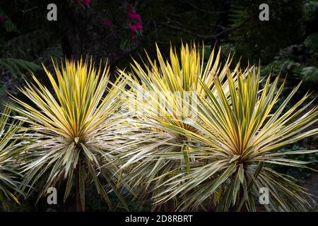 Choux dans les jardins botaniques de Wellington, Île du Nord, Nouvelle-Zélande Banque D'Images