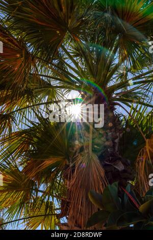 Soleil brillant à travers les feuilles d'un palmier, la Mata, Torrevieja, Costa Blanca, Espagne, hiver, soleil d'hiver, destination Banque D'Images