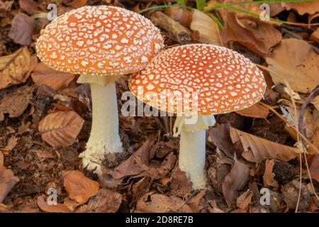 Deux agarics de mouche juste à côté l'un de l'autre, vers le haut de près. Banque D'Images
