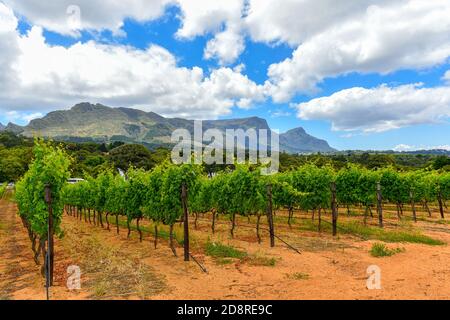 Winelands & Grapes les fermes de l'ouest du Cap, en Afrique du Sud, comptent parmi les sites les plus visités de la région Banque D'Images