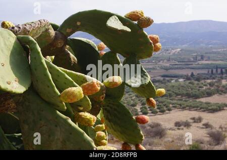 Gros plan d'une plante de poire en forme de prickly dans l'île de Crète, Grèce Banque D'Images