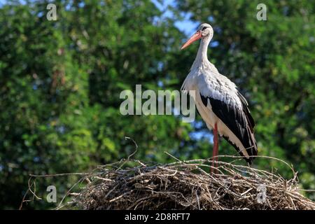 Ciconie blanche (Ciconia ciconia), gardien d'un nid, Muensterland, Allemagne Banque D'Images