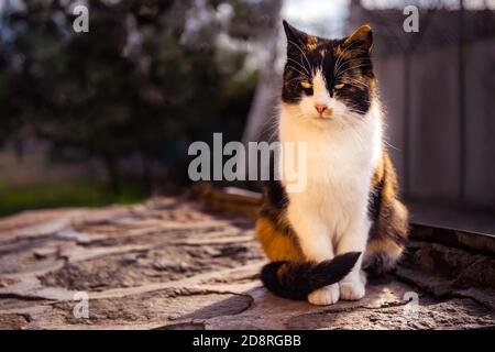 Portrait d'un joli chaton tricolore en journée ensoleillée, assis sur le sol en pierre dans le jardin. Banque D'Images