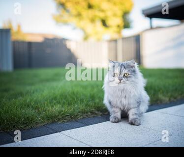 tabby bleu chat persan debout sur la terrasse en face d'une petite zone d'herbe Banque D'Images