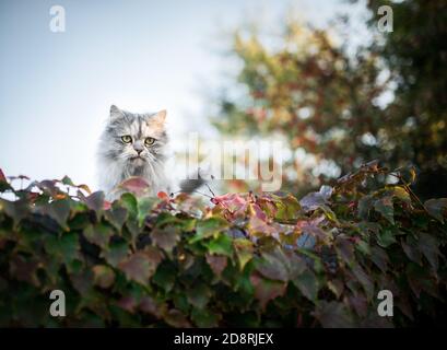 chat persan tortoiseshell observant le jardin depuis le toit couvert avec ivy Banque D'Images