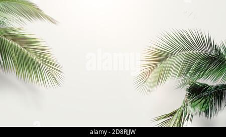 feuilles de noix de coco de palme sur fond blanc, espace vierge disposé avec feuille verte Banque D'Images