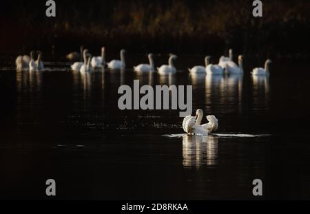 Le cygne agressif a fait un geste menaçant typique contre tout un groupe de cygnes. Banque D'Images