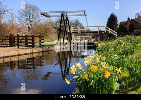 Vue sur le canal de Llangollen avec jonquilles au printemps. Froncysylte, Wrexham, pays de Galles du Nord, Royaume-Uni, Grande-Bretagne Banque D'Images