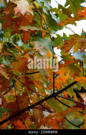 Mélange de feuilles d'automne dorées et vertes provenant d'un chêne américain dans la forêt. Charmant arbre coloré. Banque D'Images