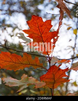 Feuilles d'automne rouges d'un chêne américain dans la forêt. Arrière-plan flou. Banque D'Images