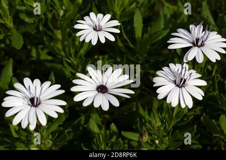 Fleur blanche du cap Marguerite (Dimorphotheca ecklonis) Banque D'Images