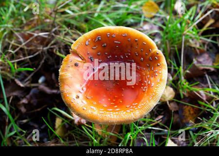 Champignon aqarique Old Fly (Amanita muscaria) avec de l'eau de pluie dans un bouchon courbé Banque D'Images