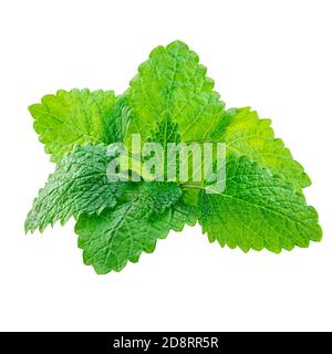 Feuilles de Melissa ou baume de citron isolé sur fond blanc. Feuille d'herbe à la menthe fraîche en gros plan Banque D'Images