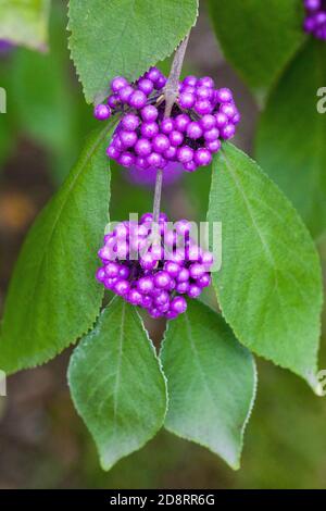 Callicarpa bodinieri var Giraldii Profusion Banque D'Images