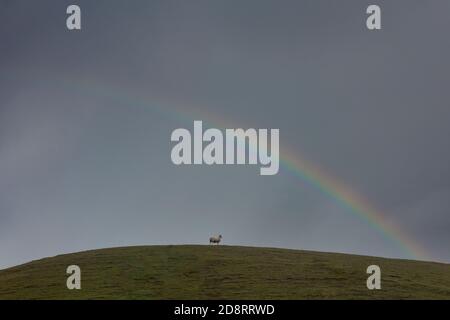 Un mouton solitaire sur le sommet d'une colline sous ciel orageux et arc-en-ciel Banque D'Images