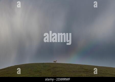 Un mouton solitaire sur le sommet d'une colline sous ciel orageux et arc-en-ciel Banque D'Images