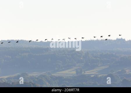 Canards colverts volant dans le paysage Banque D'Images