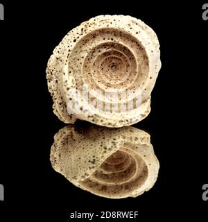 Pièce de coquille d'escargot de mer fossile, possiblement du genre Conus, spirale intérieure visible, isolée sur le noir Banque D'Images