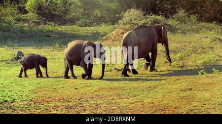 Les éléphants de famille au Sri Lanka Banque D'Images