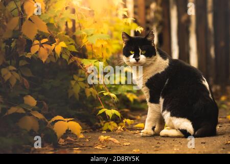 Yard ery automne chat belle photo atmosphérique Banque D'Images