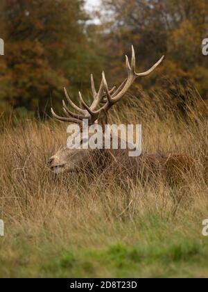 Red Deer (Cervus elaphus) Banque D'Images