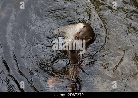 Une loutre eurasienne jouant dans un étang dans le parc national de la forêt bavaroise Banque D'Images