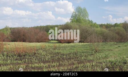 Les pousses d'herbe poussent à travers les cendres. Arbres près de l'ancien champ brûlé. Banque D'Images