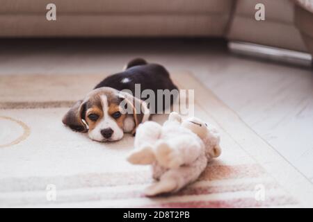 Mignon petit beagle chiot dormant sur le sol Banque D'Images