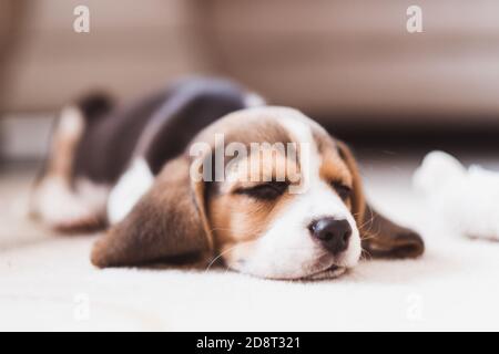 Mignon petit beagle chiot dormant sur le sol Banque D'Images