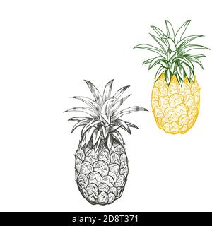 Jeu d'illustrations vectorielles art ananas fruits dessinés à la main. Illustration de Vecteur