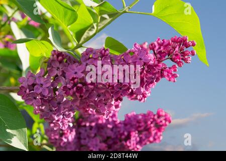 branche de lilas en fleurs devant le ciel Banque D'Images