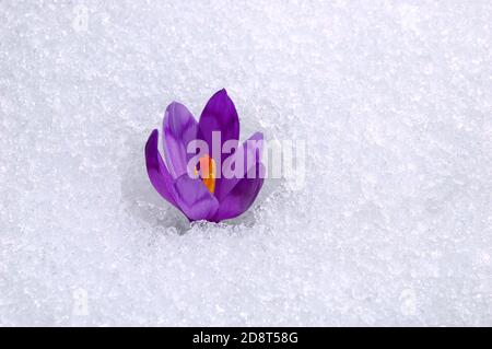 Les premières fleurs - Crocus. Blossom, dès que la neige descend. La photo est faite dans les montagnes des Carpates, l'Ukraine. Au printemps. Banque D'Images