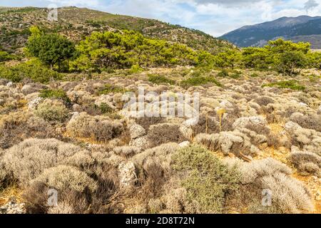 Wanderweg durch das Hochplateau zum antiken Lissos BEI Sougia, Kreta, Griechenland, Europa | sentier de randonnée à travers un plateau panoramique jusqu'à l'ancienne Banque D'Images