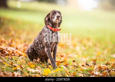 Chien brun et blanc avec un collier rouge est assis obéissant à l'extérieur lors d'une promenade d'automne Banque D'Images