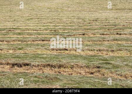 Champ agricole de seigle fraîchement coupé, récolte utilisée pour l'ensilage, bandes d'herbe verte fraîchement coupée, jour d'été ensoleillé dans le sud du Limbourg, pays-Bas Banque D'Images