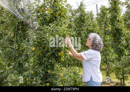 Jardinier femelle mature vérifiant la qualité de la pomme qui est dans un processus de mûrissement dans son verger de pomme. Culture biologique de pommes, santé na Banque D'Images