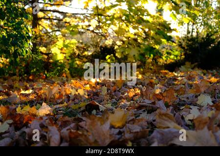 Les feuilles d'automne sur une pelouse avec un peu de soleil en fin d'après-midi les éclairant. Ottawa, Ontario, Canada. Banque D'Images