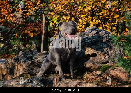 Musculent Staffordshire Bull Terrier se trouve sur Rock dans la nature d'automne pendant l'heure d'or. Blue Staffy avec la langue dehors Smiles avec arbre coloré derrière lui Banque D'Images