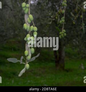 olives sur branches d'arbre prêtes à être récoltées pour l'obtention L'huile d'olive typique des pays méditerranéens Banque D'Images