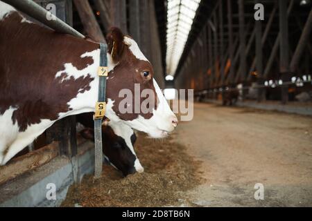Vue latérale portrait d'une belle vache en bonne santé avec collier d'étiquette nourrissant tout en se tenant dans un enclos d'animaux à la ferme laitière, espace de copie Banque D'Images