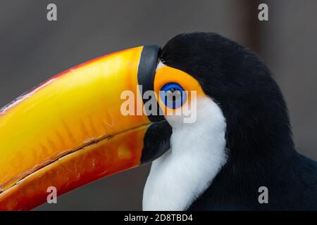 Le toco toucan oeil gros plan (Ramphastos toco), également connu comme le toucan commun ou le toucan géant, est la plus grande et probablement la plus connue des espèces dans Banque D'Images