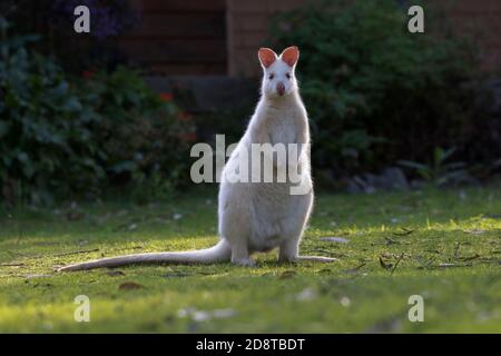 Blanc Albino Bennetts wallaby sur la pelouse du quartier sur l'île Bruny en Tasmanie, en Australie Banque D'Images