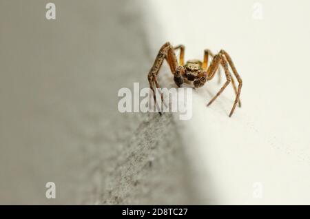 Araignée crabe Banque D'Images