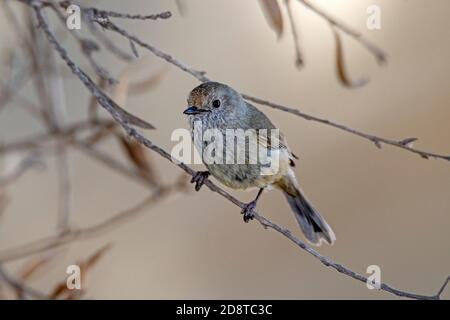 Brown Thornbill Acanthiza pusilla Narawntapa National Park, Tasmanie, Asutralia 17 novembre 2019 Adulte Acanthizidae Banque D'Images