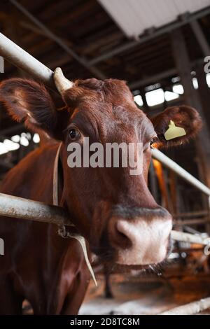 Portrait vertical d'une vache à bordeaux saine regardant l'appareil-photo pendant debout dans un enclos d'animaux à la ferme laitière biologique Banque D'Images