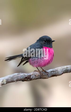 Pink Robin Petroica rodinogaster Parc national de Cradle Mountain, Tasmanie, Australie 20 novembre 2019 Homme adulte Petrocicidae Banque D'Images