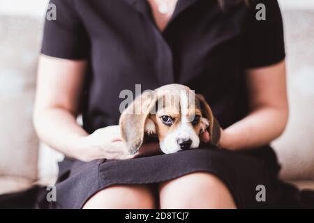 Petit chiot beagle mignon en gros plan sur les genoux Banque D'Images